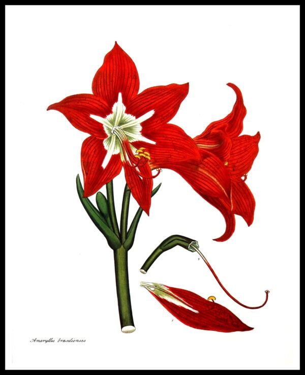 ALP F12086 Amaryllis Brasihensis (Antique Prints)